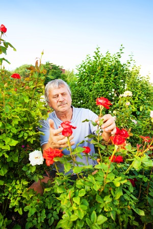 Man caring for roses in the gardenの写真素材