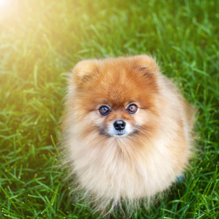 Pomeranian on the grassの写真素材