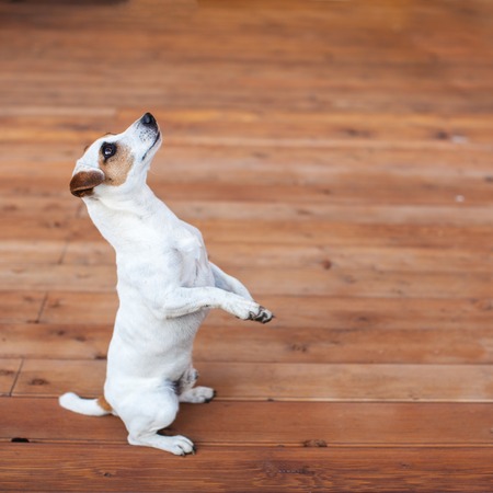 Dog at on wooden floorの写真素材