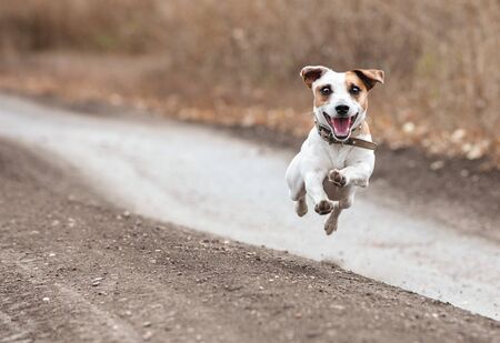 Running dog at fall. Jumping fun and happy pet walking outdoors.の写真素材