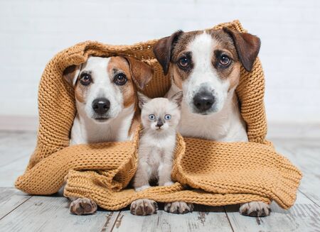 Dogs and cat under the plaid. Dog and kitten at home together