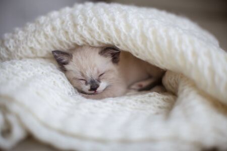 Kitten sleep on knitted plaid. Little cut cat at homeの写真素材