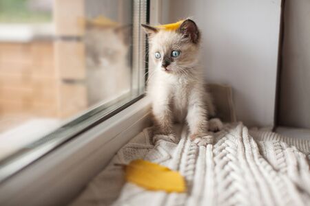 Kitten on a warm knitted sweater on the window sill. Cat at fallの写真素材