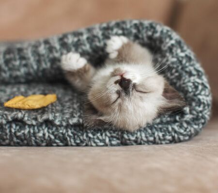 Autumn, fall. Kitten sleep on knitted plaid. Little cut cat at home