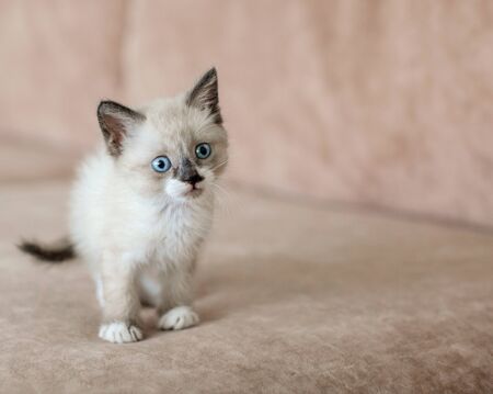 Kitten is on the sofa. Cat at homeの写真素材
