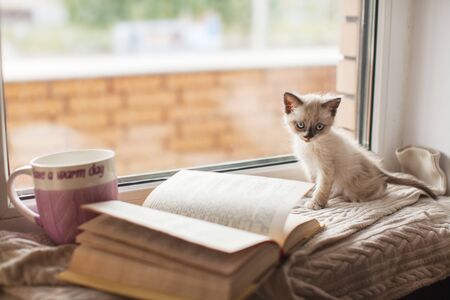 Kitten on a warm knitted sweater on the window sill. Cat at fallの写真素材