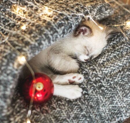 Kitten sleep in christmas hat. Little cat sleep on sofa near christmas lightの写真素材