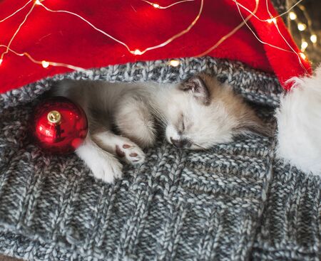 Kitten sleep in christmas hat. Little cat sleep on sofa near christmas lightの写真素材