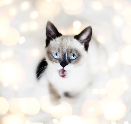 Surprised kitten in Christmas lights. Fun happy cat at New Yearの写真素材