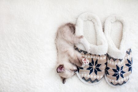 Kitten sleep on plaid near home slippers. Little cut cat at homeの写真素材