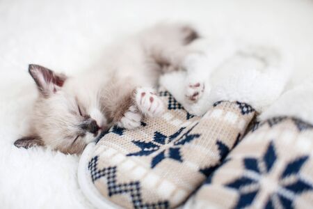 Kitten sleep on plaid near home slippers. Little cut cat at homeの写真素材