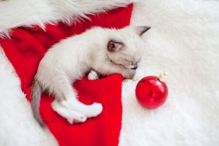 Kitten sleep in christmas hat. Little cat sleep on sofa near christmas lightの写真素材