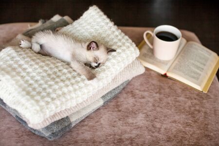 Cat relaxing on knitted plaid near book and cup of tea. Autumn or winter concept. Lifestyle details...