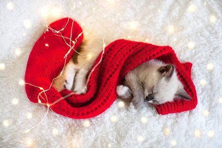 Cat sleep in christmas red socks. Little kitten sleep on sofa near christmas lightの写真素材