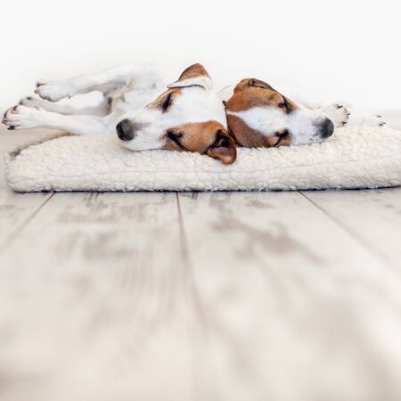 Dogs sleeping at floor. Pet on dogs bedの写真素材