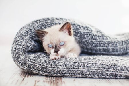 Kitten on a white knitted blanket. Little cut cat at homeの写真素材