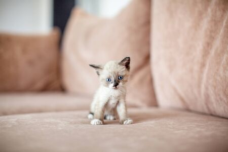 Kitten is on the sofa. Cat at homeの写真素材