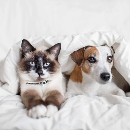 Dog and cat under white blanket. Pets friendship. Puppy and kitten at homeの写真素材