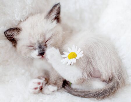 Kitten sleep on knitted plaid with chamomile. Little cut cat at homeの写真素材