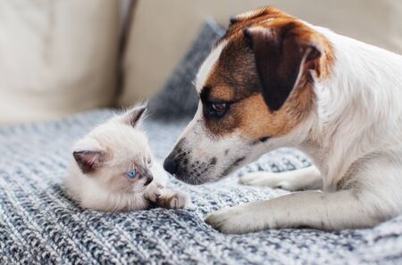 Dog and cat resting together. Dog and kitten friends