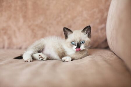 Kitten is on the sofa. Cat at homeの写真素材