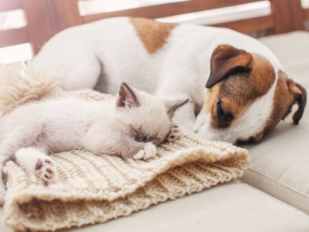 Dog and cat sleeping together. Dog and kitten friendsの写真素材