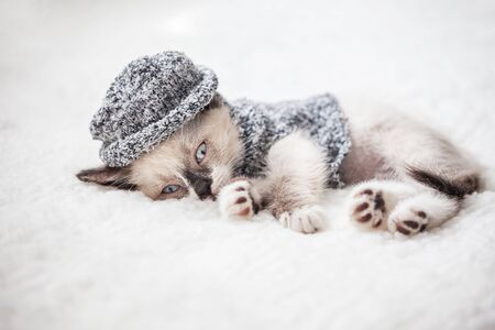 Kitten sleep on knitted plaid. Little cut cat at homeの写真素材