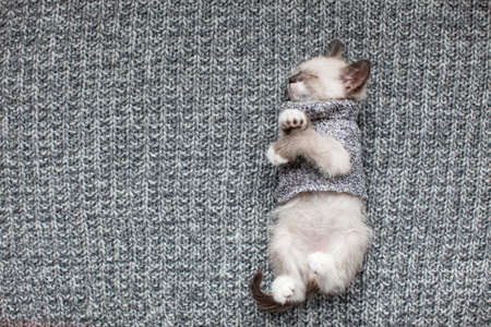 Kitten sleep on knitted plaid. Little cut cat at homeの写真素材
