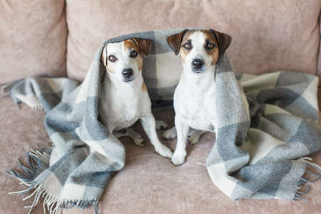 Dogs under plaid at home. Pet on sofa