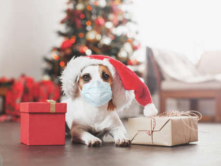 Dog near christmas tree. Pet at home, happy New Year and merry Christmasの写真素材