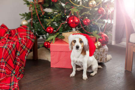 Dog near christmas tree. Pet at home, happy New Year and merry Christmas