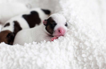 Newborn puppy sleeping. Small dog sleepの写真素材