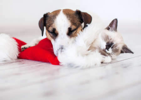 Cat in christmas hat and dog. Kitten and puppy in christmas lightsの写真素材