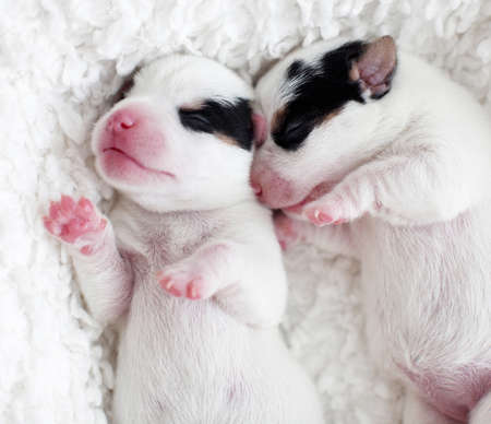 Newborn puppy sleeping. Small dog sleepの写真素材