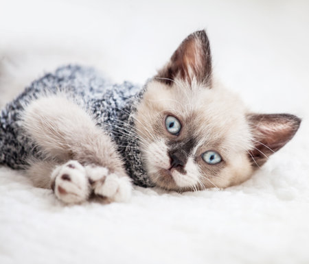 Kitten is on white plaid. Cat at homeの写真素材