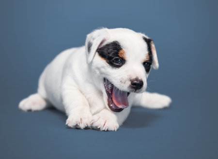 Little puppy on blue background. Young dog studio shotの写真素材