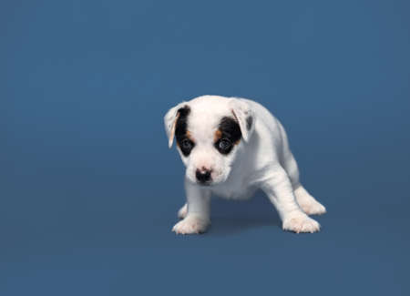 Little puppy on blue background. Young dog studio shot