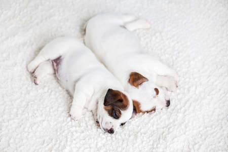 Newborn puppies sleeping. Small dog sleepの写真素材