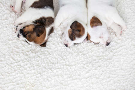 Newborn puppy sleeping. Small dogs sleepの写真素材
