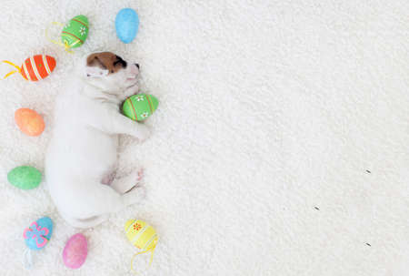 Puppy sleeps on a white blanket. little dog for easter