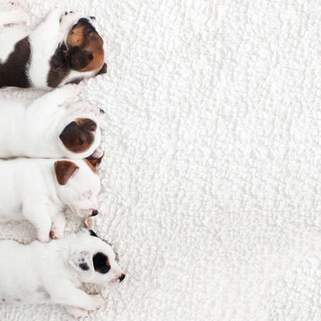 Newborn puppy sleeping. Group of small dogs sleepの写真素材