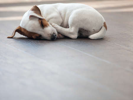 Dog sleeping at warm floor. Puppy at home. Petの写真素材