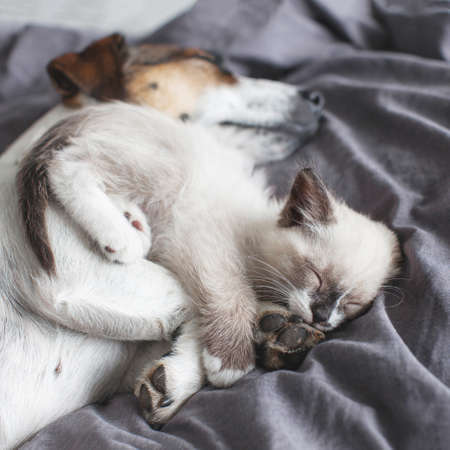 Dog and cat sleeping together. Dog and small kitten on gray blanket at homeの写真素材