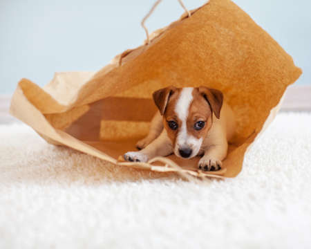 Cut puppy at home hide in paper bag. Little white dogの写真素材