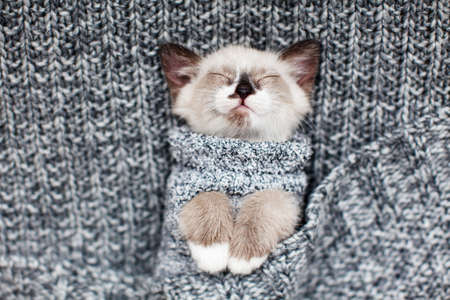 Sleeping Kitten on gray knitted blanket. Small cat sleeps in clothesの写真素材