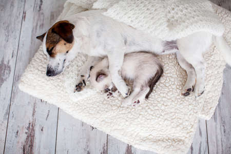 Dog and cat sleeping together. Dog and small kitten on white blanket at homeの写真素材