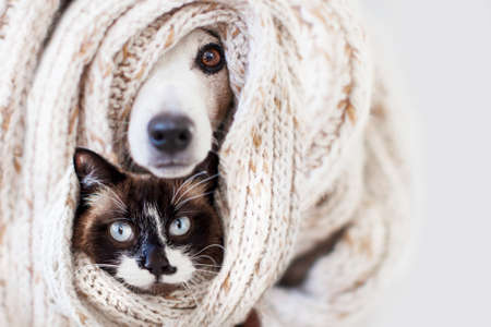 Cat and dog sticking out from under a rug or a scarf. Pets hid from the cold. Cozy winter or autumn...
