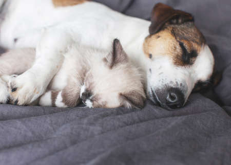 Dog and cat sleeping together. Dog and small kitten on white blanket on bedの写真素材