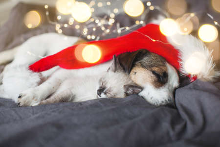 Cat in christmas hat and dog. Kitten and puppy in christmas lightsの写真素材