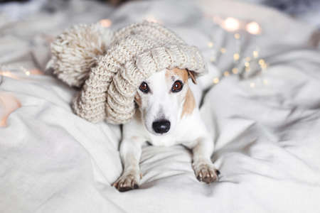 Cute dog in a cozy home. Pet basks in winter or autumn in a warm knitted hat on the bedの写真素材